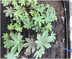 脱氮净水新技术问世 开辟生物降解材料净水技术的新途径